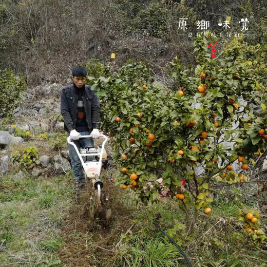 【8.5折】生态沃柑（基地直发—顺丰包邮） | 3斤/5斤/9斤，来自桂林阳朔，种植者：毛矿林，【合作生产，公平贸易】 商品图5