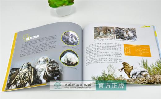 猎隼的故事 绿野仙踪 0260 马鸣 著 猎隼知识 隼类特征 生态习性 繁殖后代 捕食策略 保护 少儿科普读物 中国林业出版社 畅销书 商品图3
