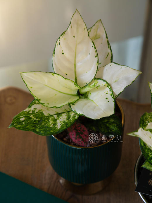 电镀绿-白如意 商品图0