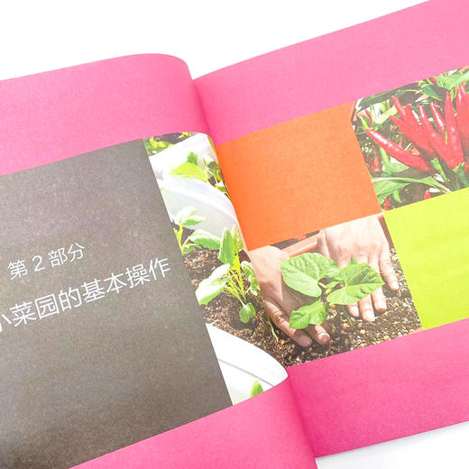阳台小菜园 手把手教你阳台种菜 商品图4
