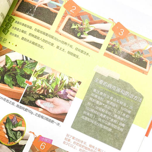 阳台小菜园 手把手教你阳台种菜 商品图3