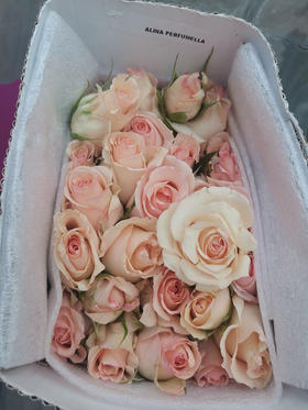 肯尼亚进口阿丽娜多头玫瑰花12支