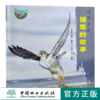 猎隼的故事 绿野仙踪 0260 马鸣 著 猎隼知识 隼类特征 生态习性 繁殖后代 捕食策略 保护 少儿科普读物 中国林业出版社 畅销书 商品缩略图0