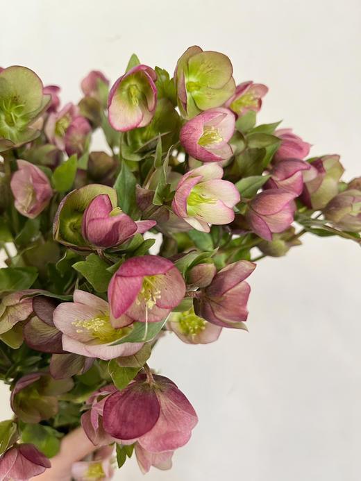 国产花材-【菟葵红铃铛】 商品图0