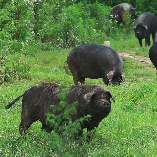 壹号餐桌大别山散养黑猪腿肉（2斤装）+排骨粒（2斤装）（冷冻发货~） 商品图2