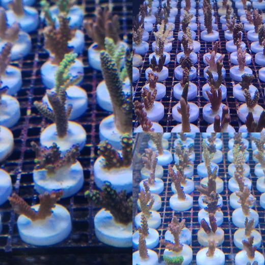 新手试水断枝 商品图1