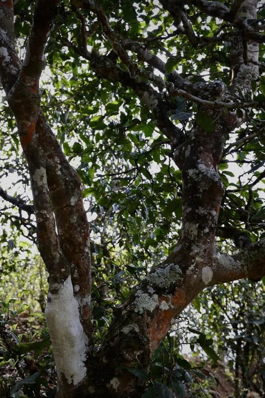 2022年头春第一波500年以上勐宋那卡超大古树纯料！巅峰巨作！茶农直供原料，精致九宫格小方砖！微量分享！ 商品图4