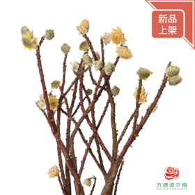 结香花