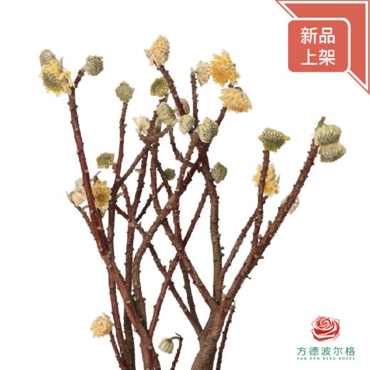 结香花 商品图0