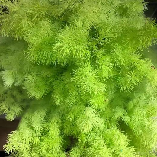 国产花材-【永生蓬莱松】 商品图5