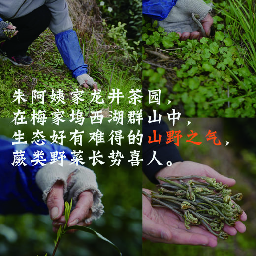 |预售| 梅家坞2026朱阿姨家明前西湖龙井汉周龙井核心产区 仅30斤 商品图1
