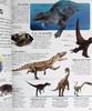 预售 【中商原版】Dinosaur Eyewitness系列 恐龙百科 英文原版 Dinosaur DK 商品缩略图8