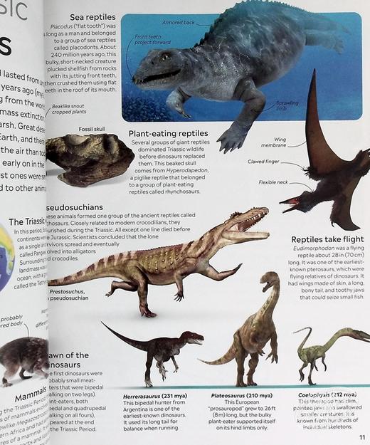 预售 【中商原版】Dinosaur Eyewitness系列 恐龙百科 英文原版 Dinosaur DK 商品图8