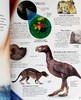 预售 【中商原版】Dinosaur Eyewitness系列 恐龙百科 英文原版 Dinosaur DK 商品缩略图5