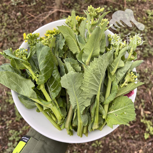 生态白菜心  |合作生产* Ecological Cauliflower | Coproduction 商品图0