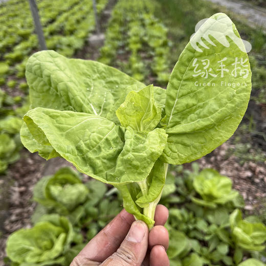 生态白菜心  |合作生产* Ecological Cauliflower | Coproduction 商品图4