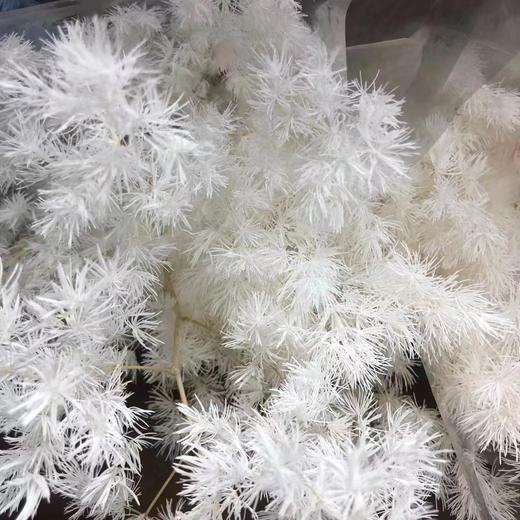 国产花材-【永生蓬莱松】 商品图6