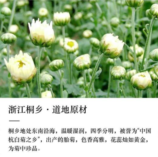 平安津村药食两用浙江桐乡优质胎菊50g/罐 商品图3