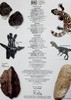 预售 【中商原版】Dinosaur Eyewitness系列 恐龙百科 英文原版 Dinosaur DK 商品缩略图6