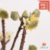 结香花 商品缩略图1