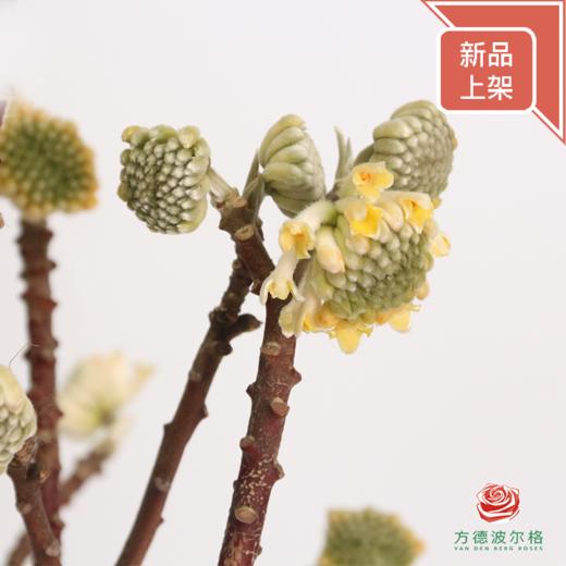 结香花 商品图1