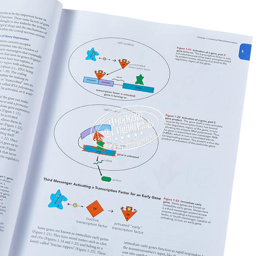 预售 【中商原版】Stahl's Essential Psychopharmacology 英文原版 Stahl精神药理学精要：神经科学基础和实践应用 Stephen M. Stahl 商品图3