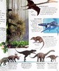 预售 【中商原版】Dinosaur Eyewitness系列 恐龙百科 英文原版 Dinosaur DK 商品缩略图4