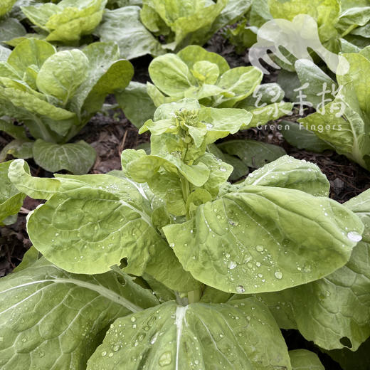 生态白菜心  |合作生产* Ecological Cauliflower | Coproduction 商品图3