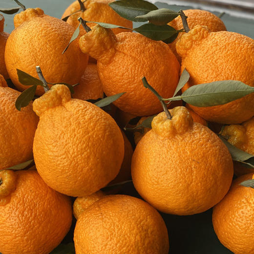 【不知火丑橘 5斤】| 丑得出奇，甜嫩着迷，个大爆汁的不知火丑橘来袭，新鲜现摘现发，吃了太过瘾 商品图3