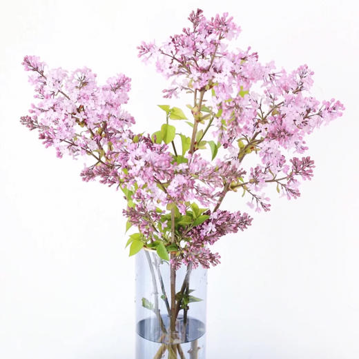 丁香花.紫色 商品图1