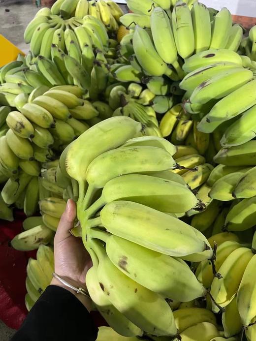 野生芭蕉五指山野生芭蕉4斤装 商品图3