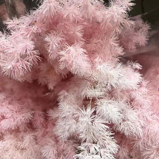 国产花材-【永生蓬莱松】 商品图0