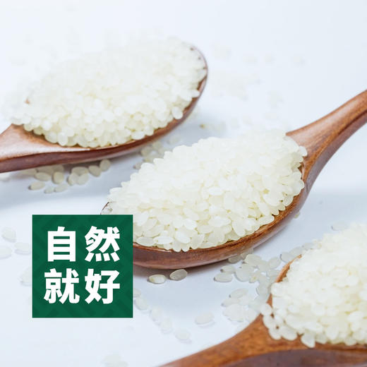 天造地设臻选小町米 5kg 当季新米 圆润饱满 商品图2