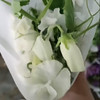 豌豆花.白色 商品缩略图0