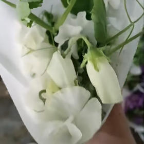 豌豆花.白色