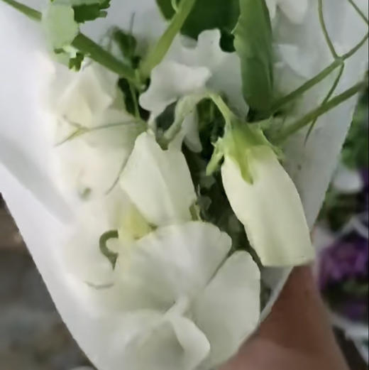 豌豆花.白色 商品图0