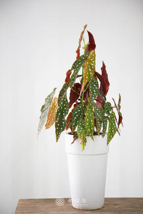 斑点白盆-鳟鱼秋海棠