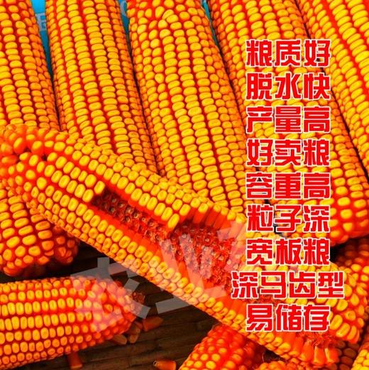 李元霸叶面肥（粉剂） 商品图6