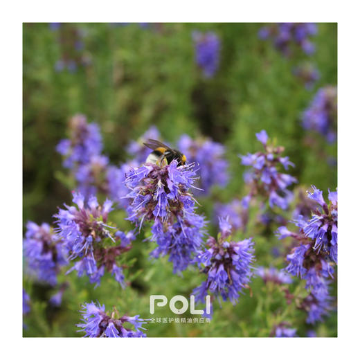 保加利亚进口牛膝草精油 护肤按摩精油原料批发颇黎进口牛膝草 商品图1