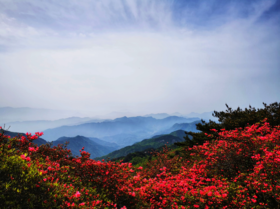 4/5月春摄大别山——麻城龟峰山杜鹃花海•薄刀锋风光•天马寨五彩杜鹃5天