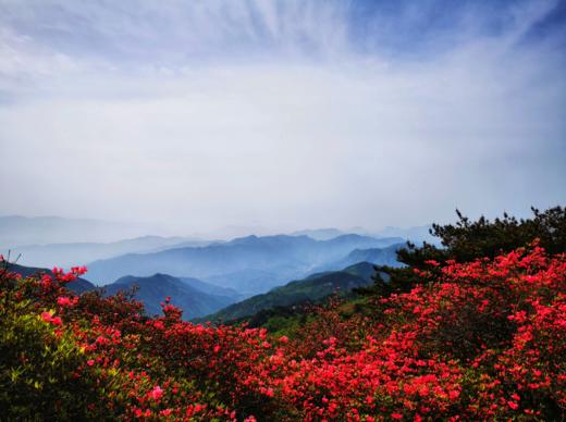 4/5月春摄大别山——麻城龟峰山杜鹃花海•薄刀锋风光•天马寨五彩杜鹃5天 商品图0