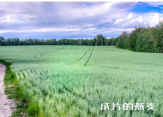 【薯都小镇·农村莜面】5KG规格   传统工艺  低糖健康 商品图4