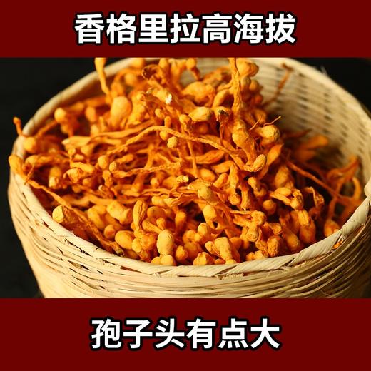 【虫草花干货】 大孢子头蛹虫草200g 商品图0