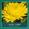 丨有机丨高锶皇菊黄菊  花开富贵礼盒 天蒙药谷  菊花茶 商品缩略图8