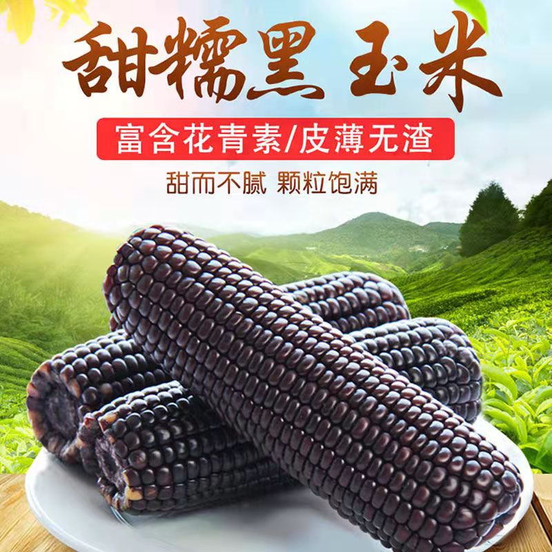 HEB东北黑色粘玉米10棒/箱