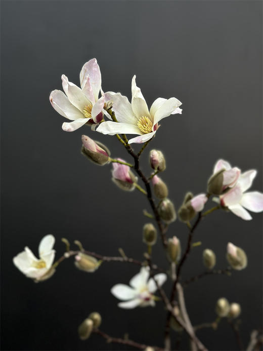 玉兰鲜切花一扎 商品图2