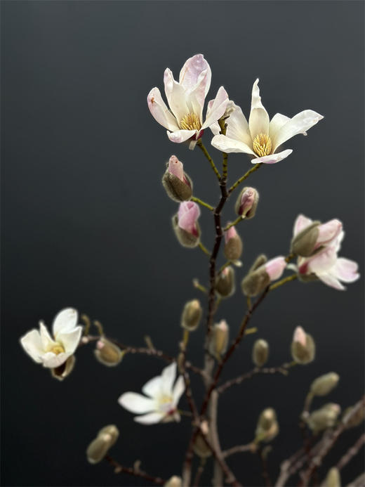 玉兰鲜切花一扎 商品图12