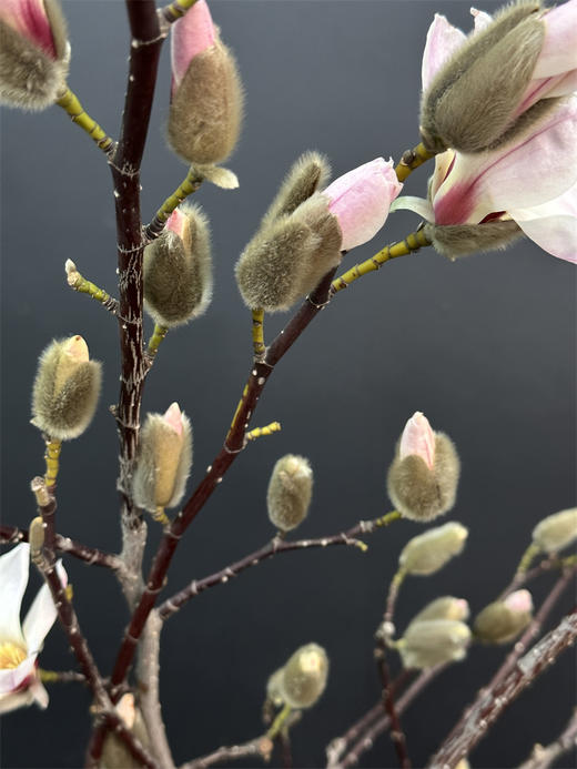 玉兰鲜切花一扎 商品图5