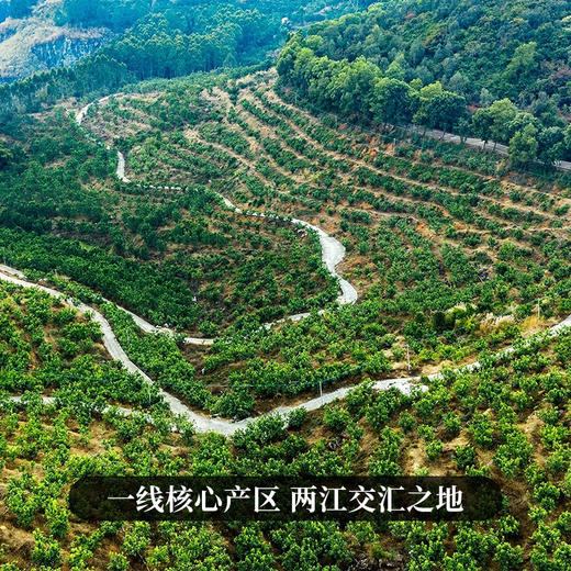 1月26日中午12点现货直发【化州橘红】福利价分享给茶友，今年大火的化州橘红当做随手礼将是一件非常棒的事情，性价比之巅 商品图8