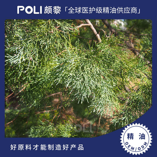 颇黎进口澳洲蓝丝柏精油 护肤按摩丝柏精油原料 oem定制单方精油 商品图0